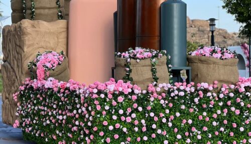 Best of Taef Flower Festival